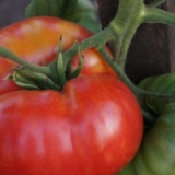 Paradajz ljubav f1: karakteristike i opis sorte